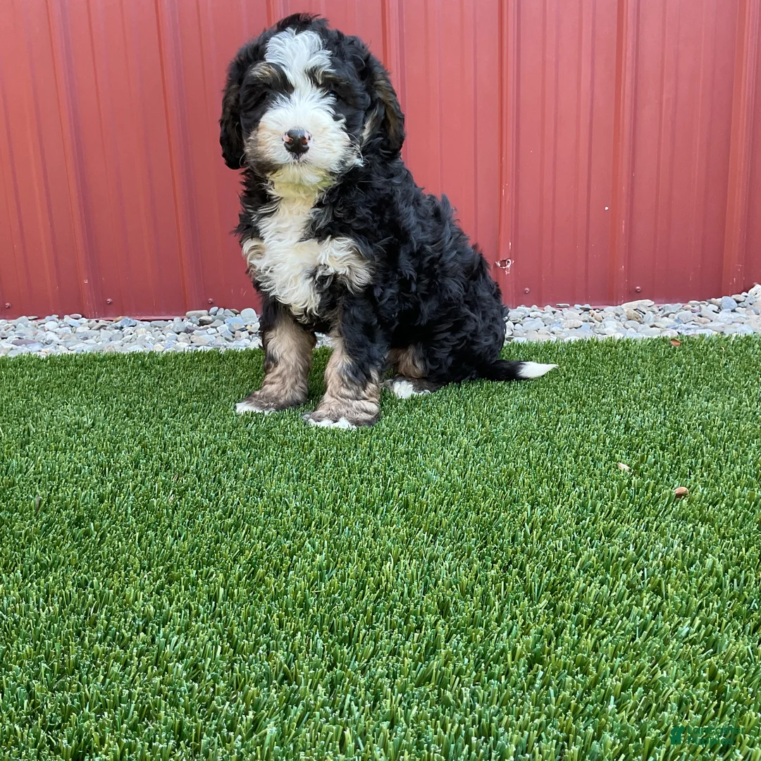 Bernedoodle dogs for sale: Daisy  - Ad 1