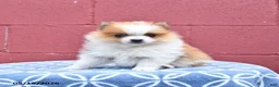 Pomeranian dogs for sale: Nick  - Ad 3