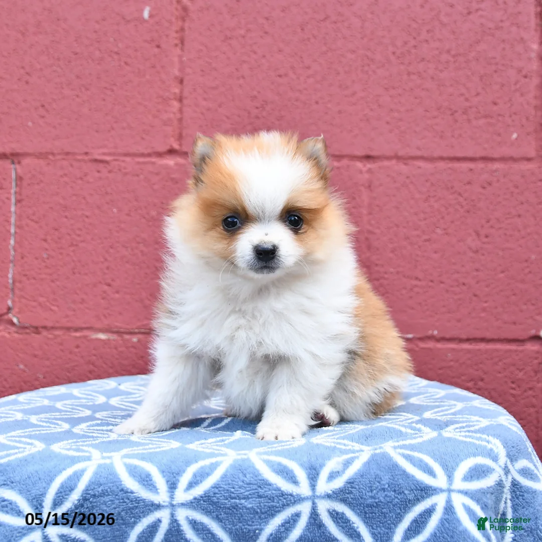 Pomeranian dogs for sale: Nick  - Ad 3