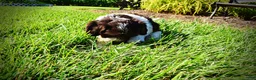 Havapoo dogs for sale: Bubbles - Ad 10