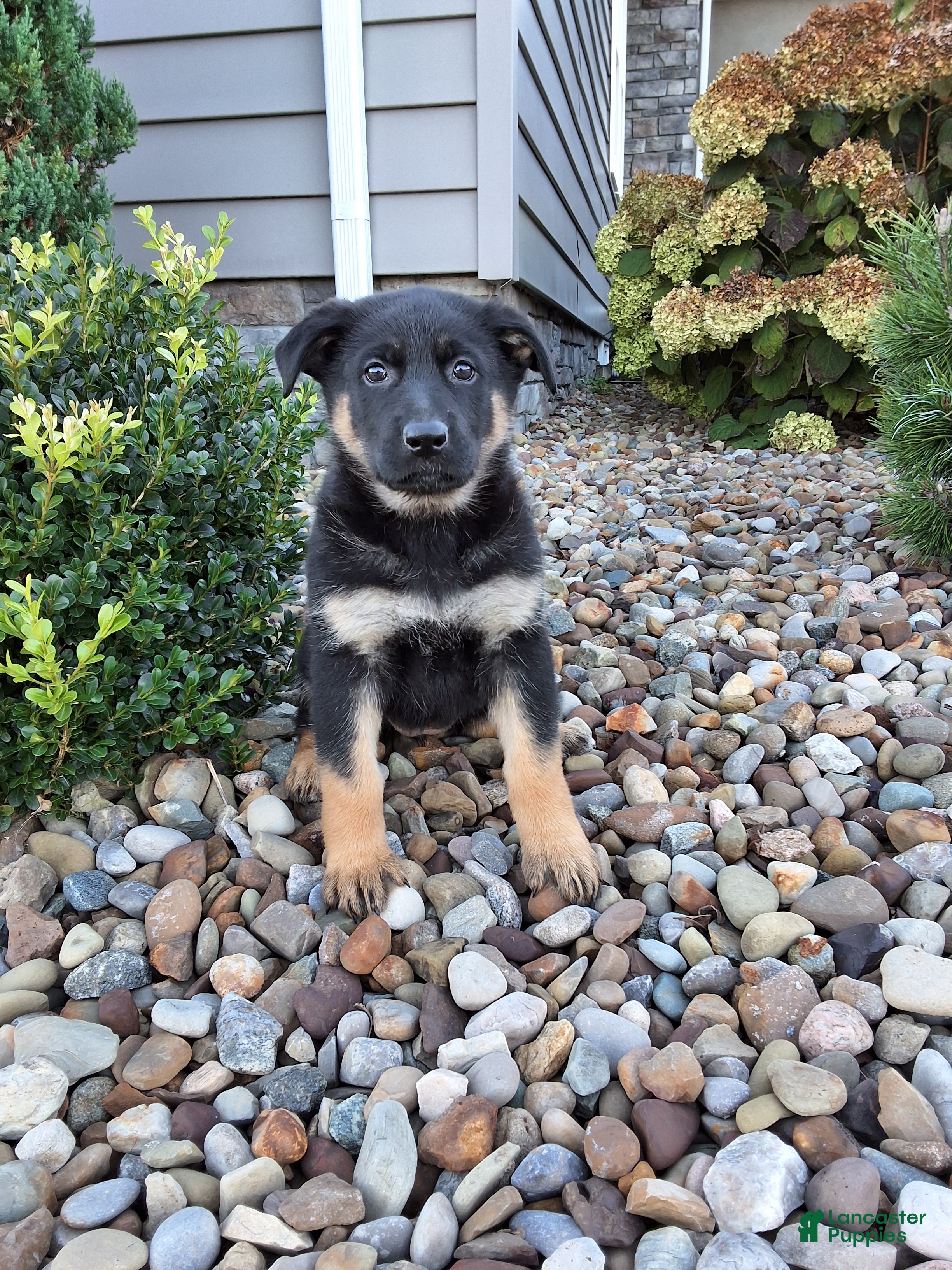 German Shepherd dogs Skye - Ad 1