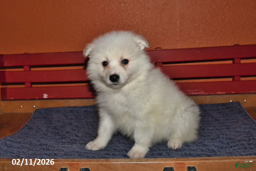 American Eskimo dogs for sale: Freddie - Ad 3