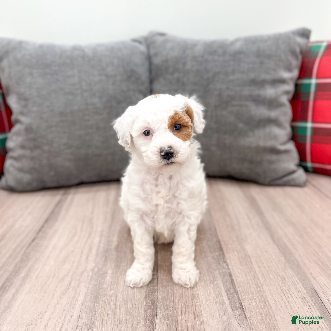 Goldendoodle dogs for sale: Sarah - Ad 8