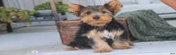 Yorkshire Terrier dogs for sale: Teddy - Ad 7