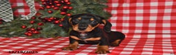 Miniature Dachshund dogs for sale: Wiggles - Ad 4