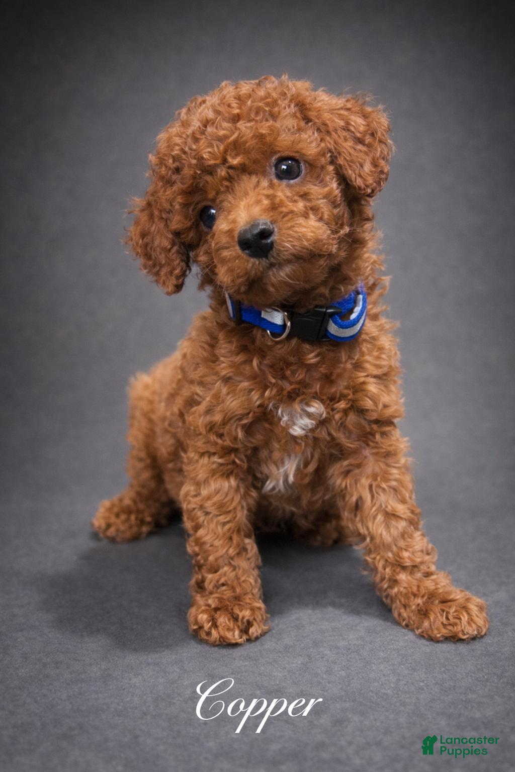 Toy Poodle dogs Copper - Ad 1