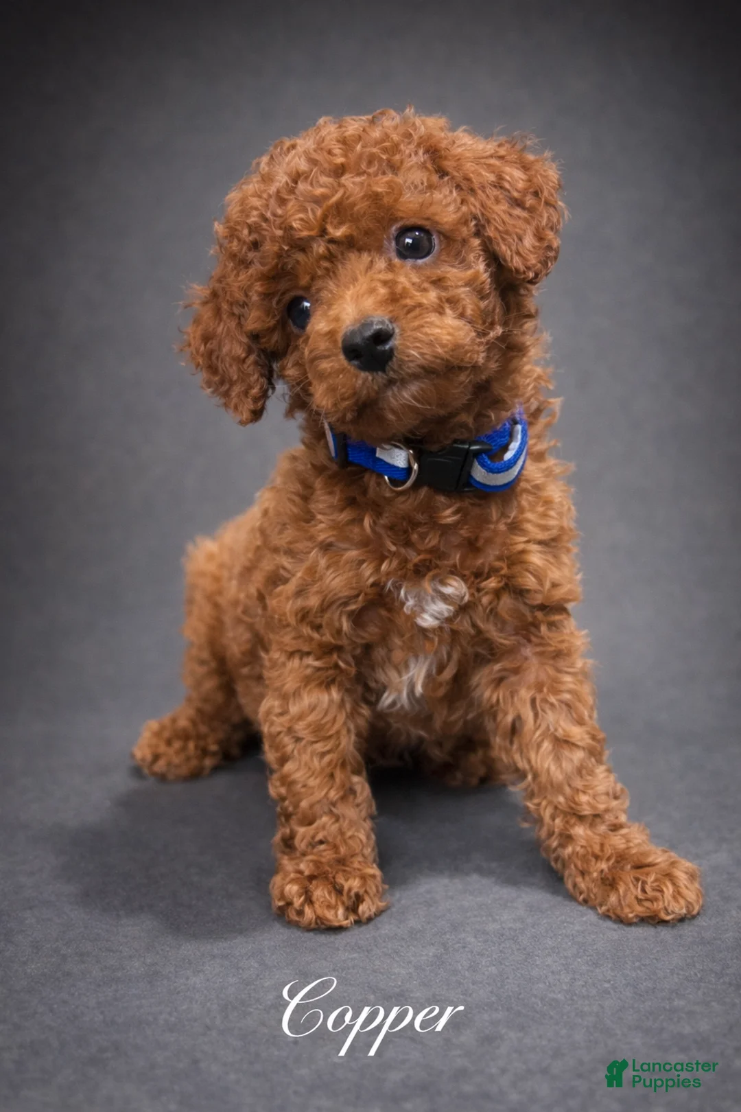 Toy Poodle dogs for sale: Copper - Ad 1