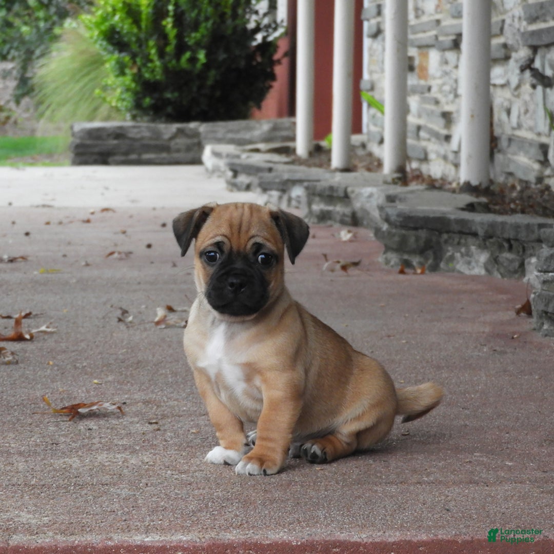 Gallery Image {{count}}