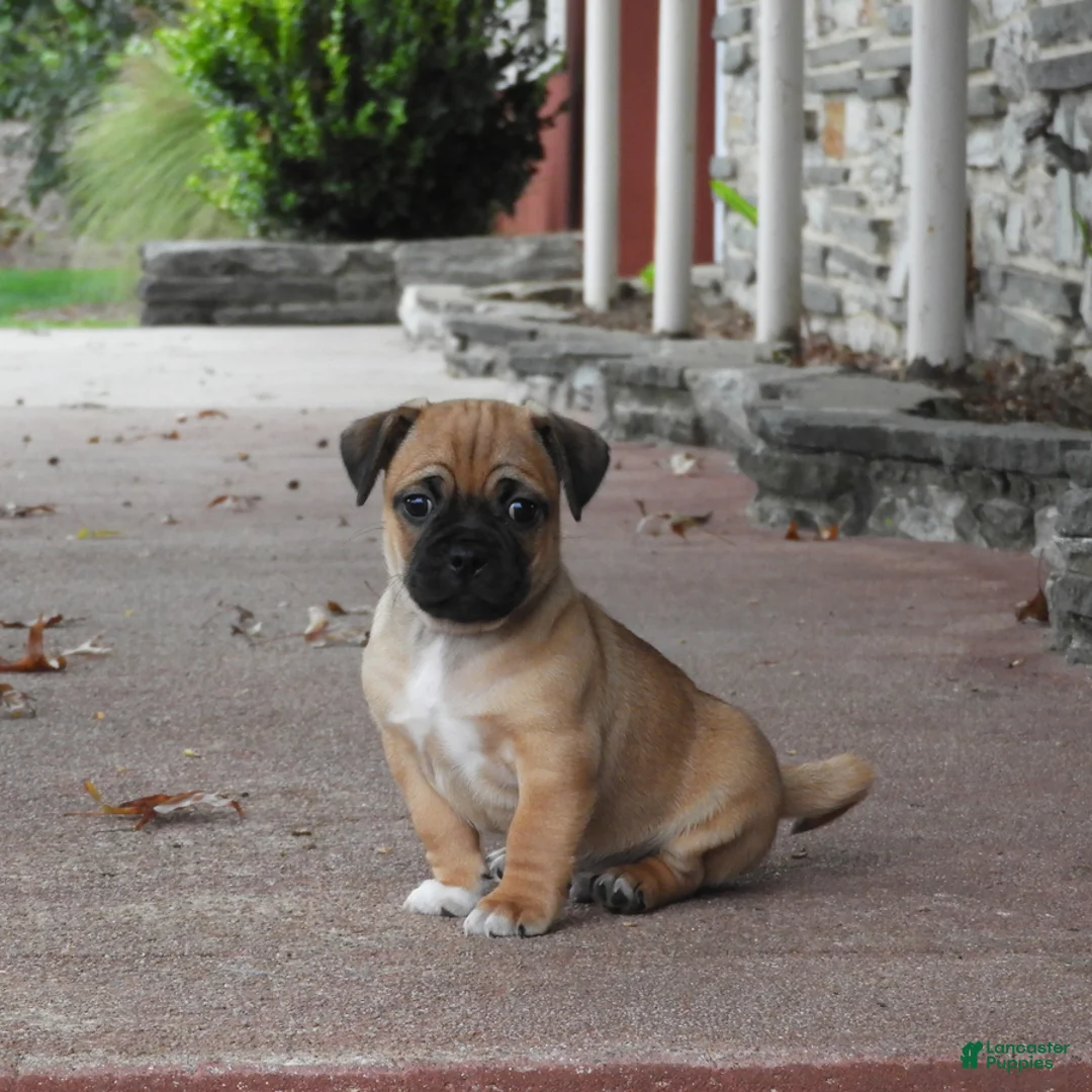 Gallery Image {{count}}