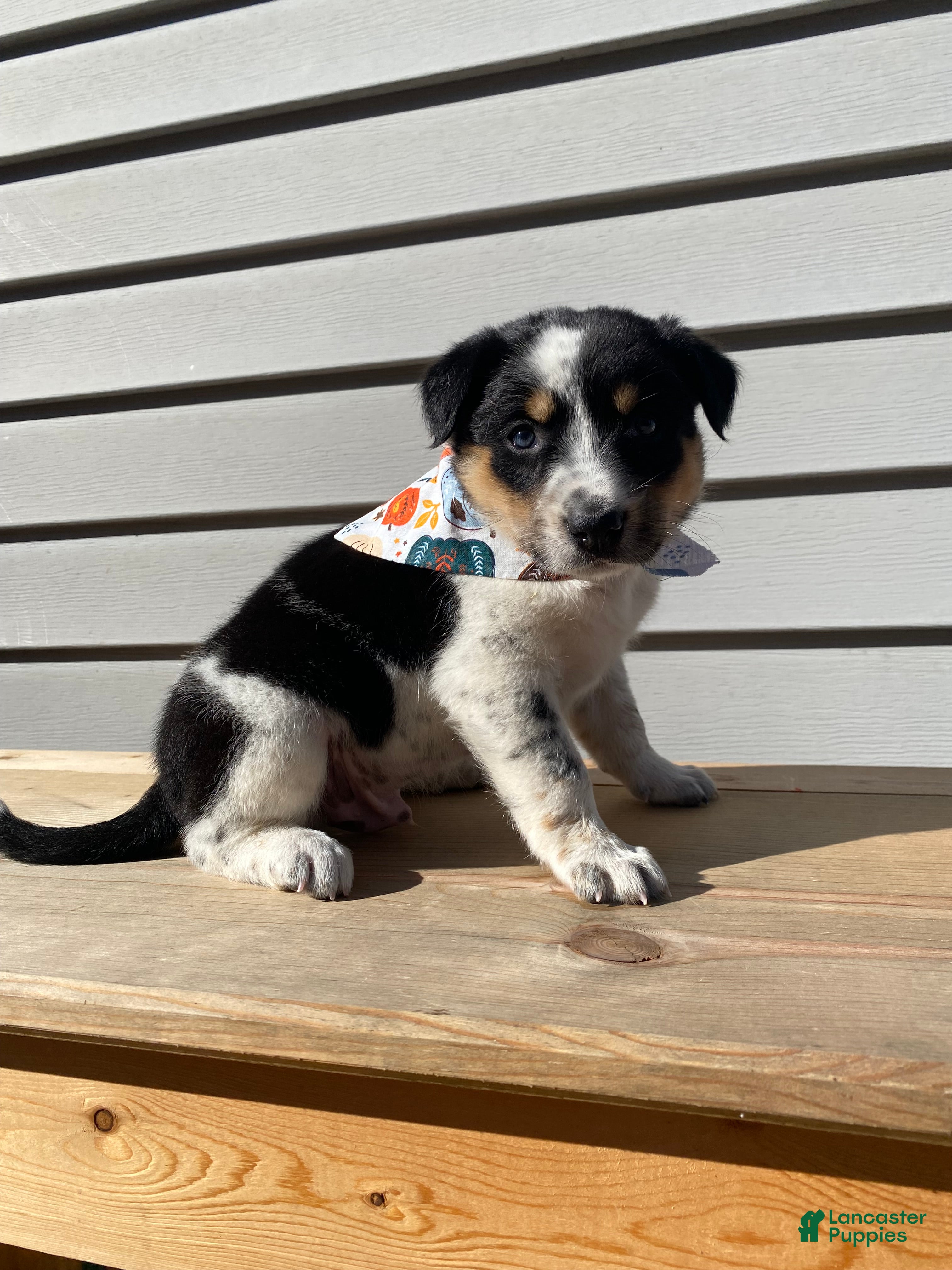 Mixed Breed dogs Mickey - Ad 2