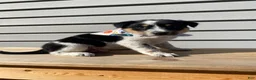Mixed Breed dogs for sale: Mickey - Ad 2