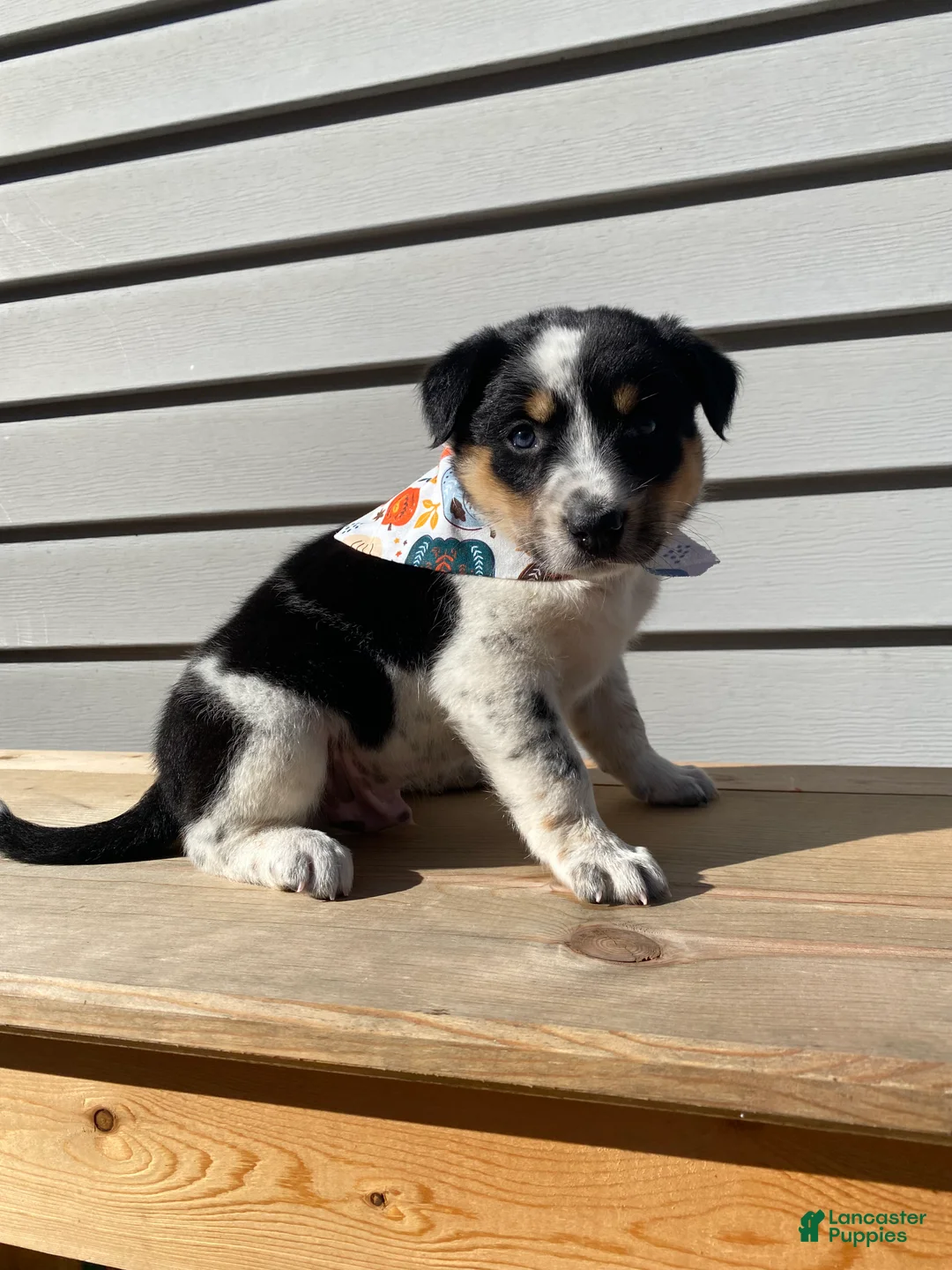 Mixed Breed dogs for sale: Mickey - Ad 2