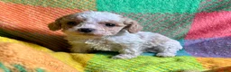 Cavapoo dogs for sale: Loki - Ad 8