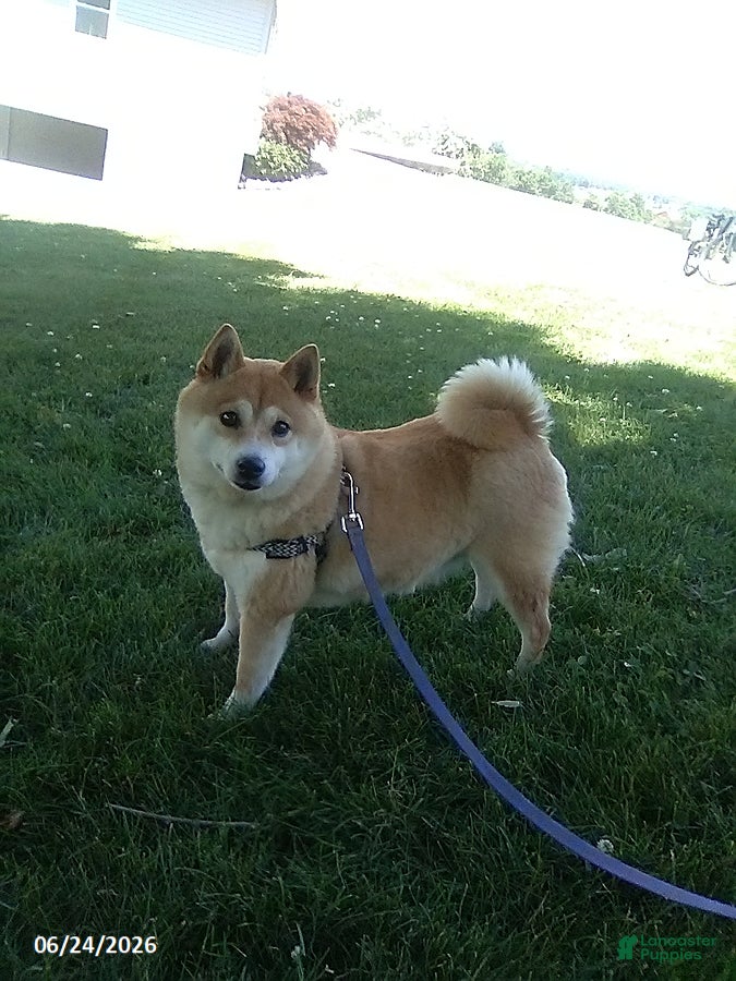 Shiba Inu dogs Michelle - Ad 2