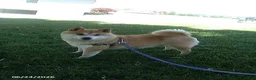 Shiba Inu dogs for sale: Michelle - Ad 2