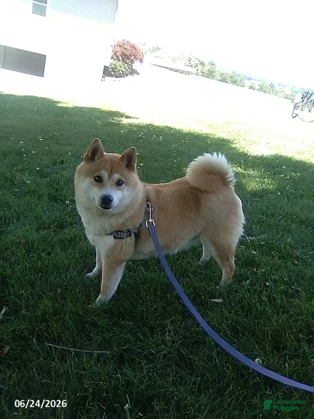 Shiba Inu dogs for sale: Michelle - Ad 2