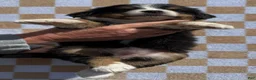 Bernese Mountain Dog dogs for sale: Merica - Ad 4