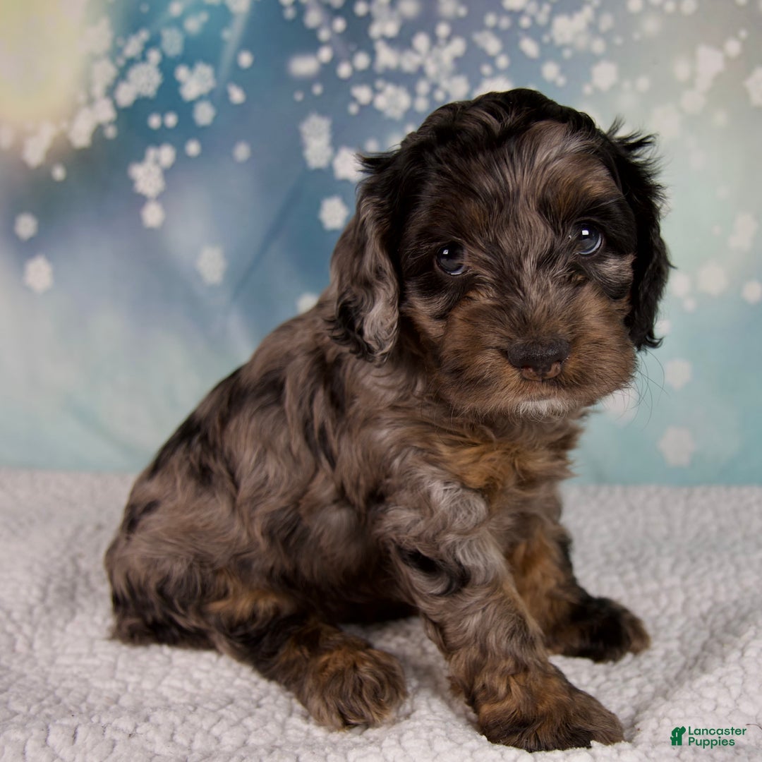 Cockapoo dogs for sale: Callie - Ad 2