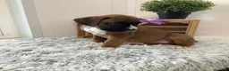 Boxer dogs for sale: Boxer Puppy 4-Sally - Ad 3