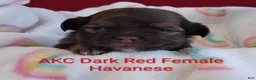 Havanese dogs for sale: Dark Red Female Havanese  - Ad 3