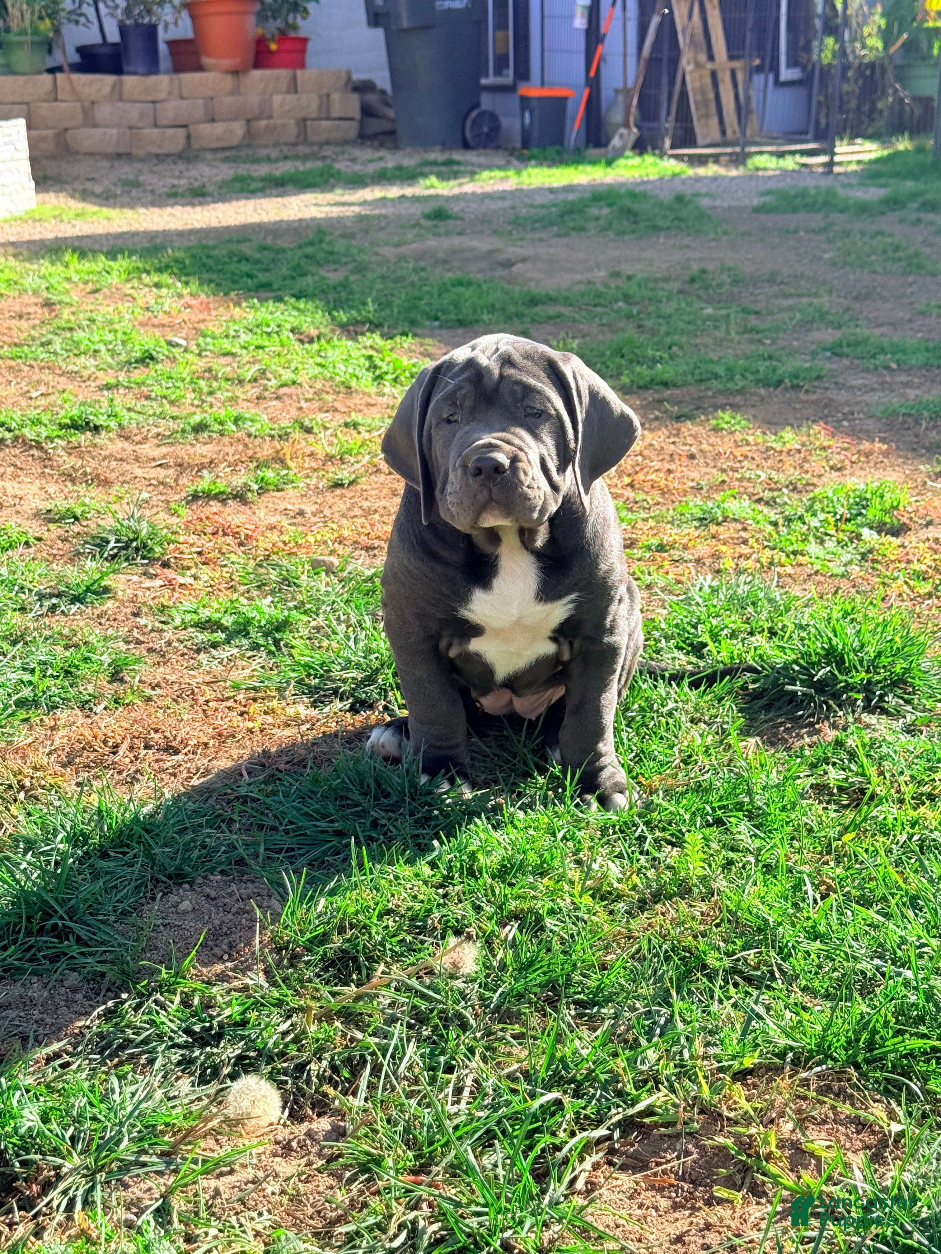 Mixed Breed dogs Cane Corso / Boerboel  - Ad 2