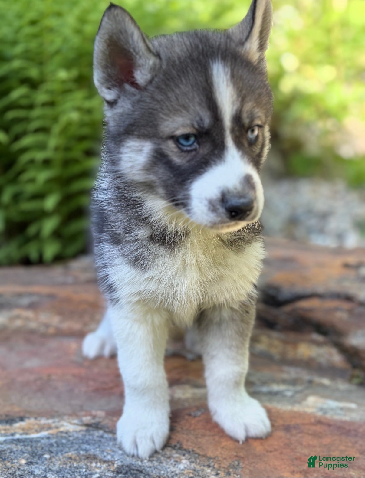 Siberian Husky dogs Siberian Husky 2 - Ad 2