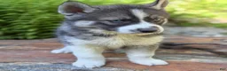 Siberian Husky dogs for sale: Siberian Husky 2 - Ad 2