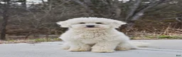 Goldendoodle dogs for sale: Red - Ad 4
