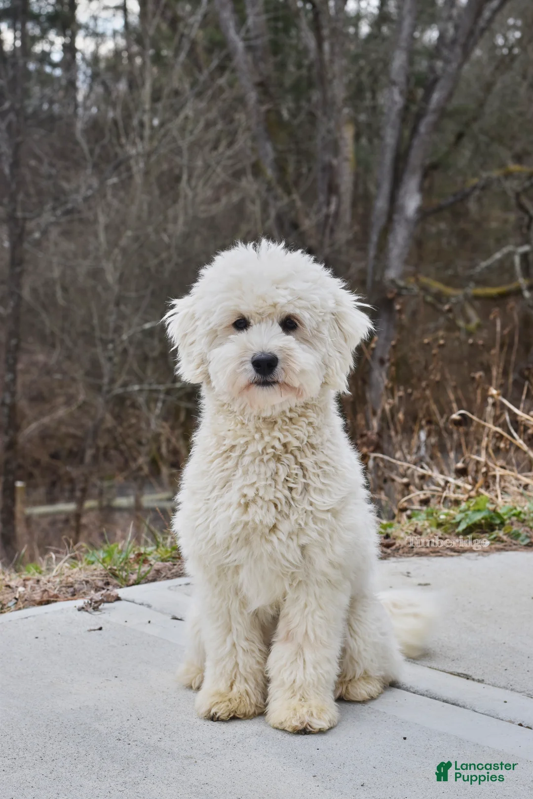 Goldendoodle dogs for sale: Red - Ad 4