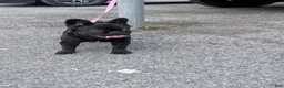 French Bulldog dogs for sale: Nova  - Ad 10