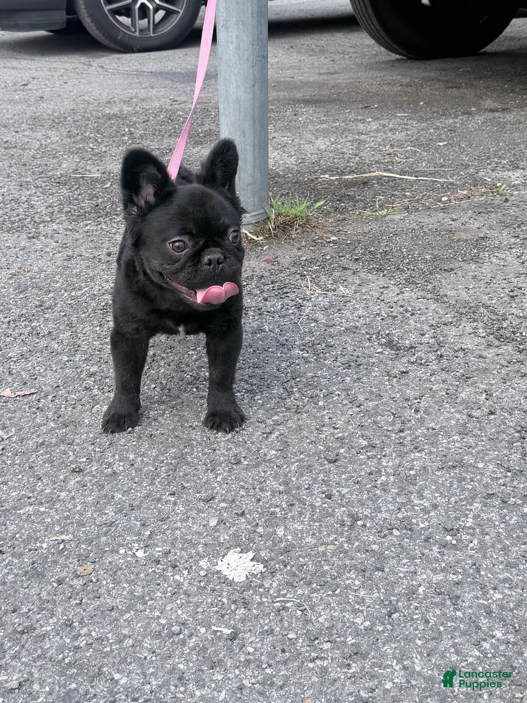 French Bulldog dogs for sale: Nova  - Ad 10