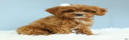 Cavapoo dogs for sale: Toffee 🧁 - Ad 4