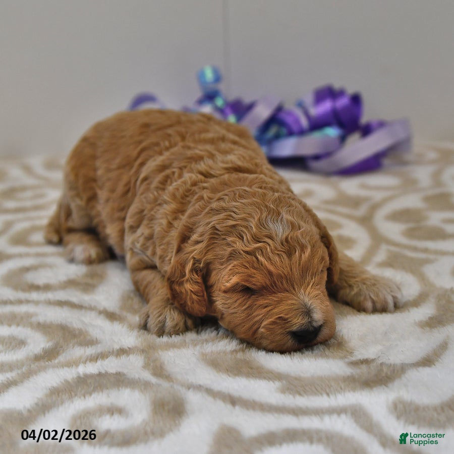 Mini Goldendoodle dogs Shadow - Ad 2