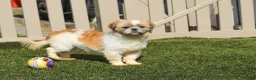 Shihpoo dogs for sale: Thomas - Ad 8