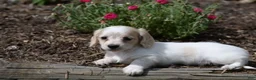 Miniature Dachshund dogs for sale: Violet - Ad 8