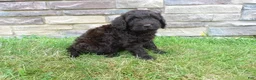 Newfypoo dogs for sale: F1b Coco - Ad 4