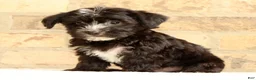 Yochon dogs for sale: Snickers - Ad 3