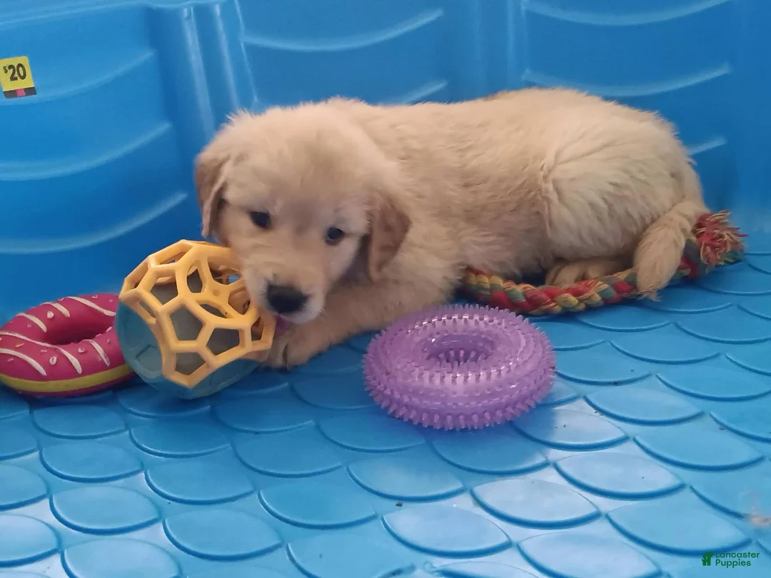 Golden Retriever dogs for sale: Squirt - Ad 2