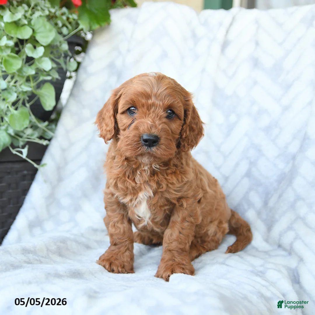 Cavapoo dogs for sale: Buddy - Ad 1