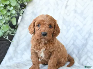 Cavapoo dogs for sale: Buddy - Ad 3