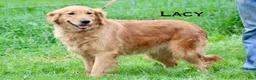 Golden Retriever dogs for sale: Lulu - Ad 3
