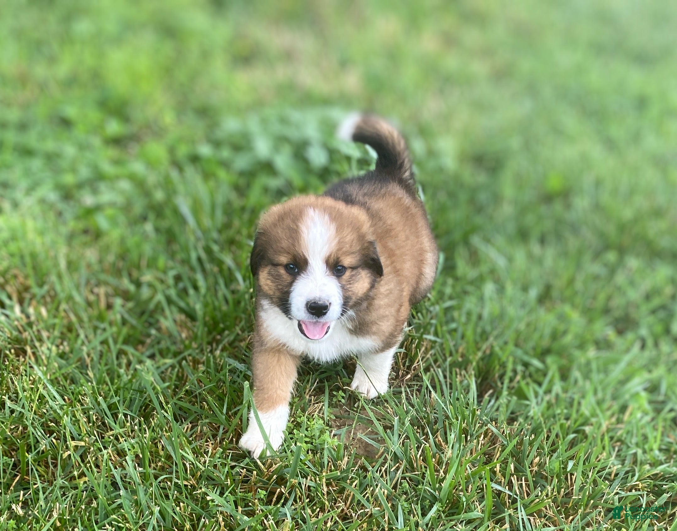 Mixed Breed dogs for sale: ♥️SWEET RIVER♥️ - Ad 11