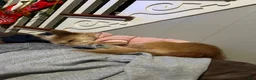 Mixed Breed dogs for sale: Bandit - Ad 4