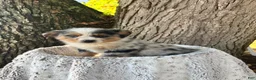 Miniature Australian Shepherd dogs for sale: Champion - Ad 2