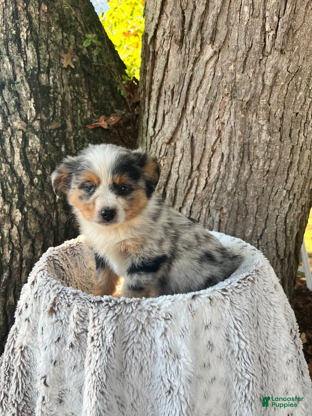 Miniature Australian Shepherd dogs for sale: Champion - Ad 2