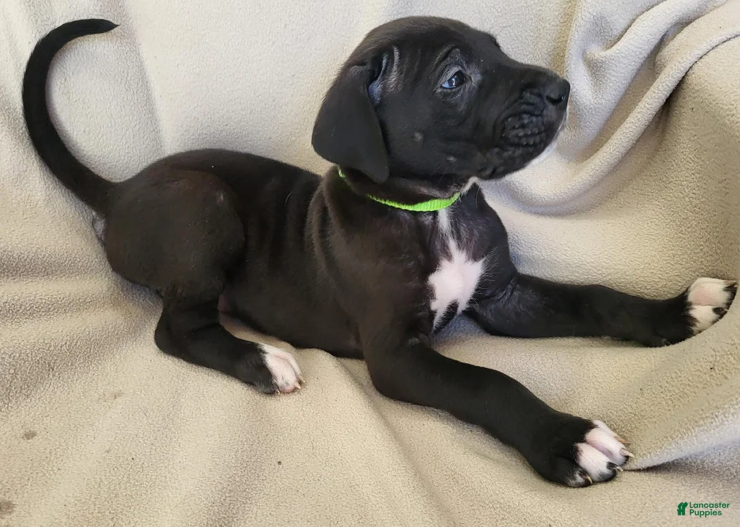 Daniff dogs for sale: Amy - Ad 1