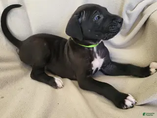 Daniff dogs Amy - Ad 6