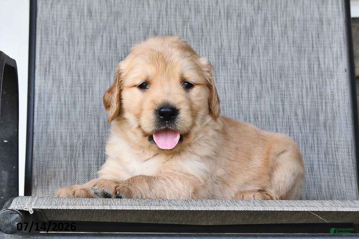 Mixed Breed dogs Teddy - Ad 1