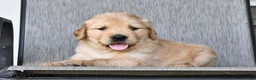 Mixed Breed dogs for sale: Teddy - Ad 1