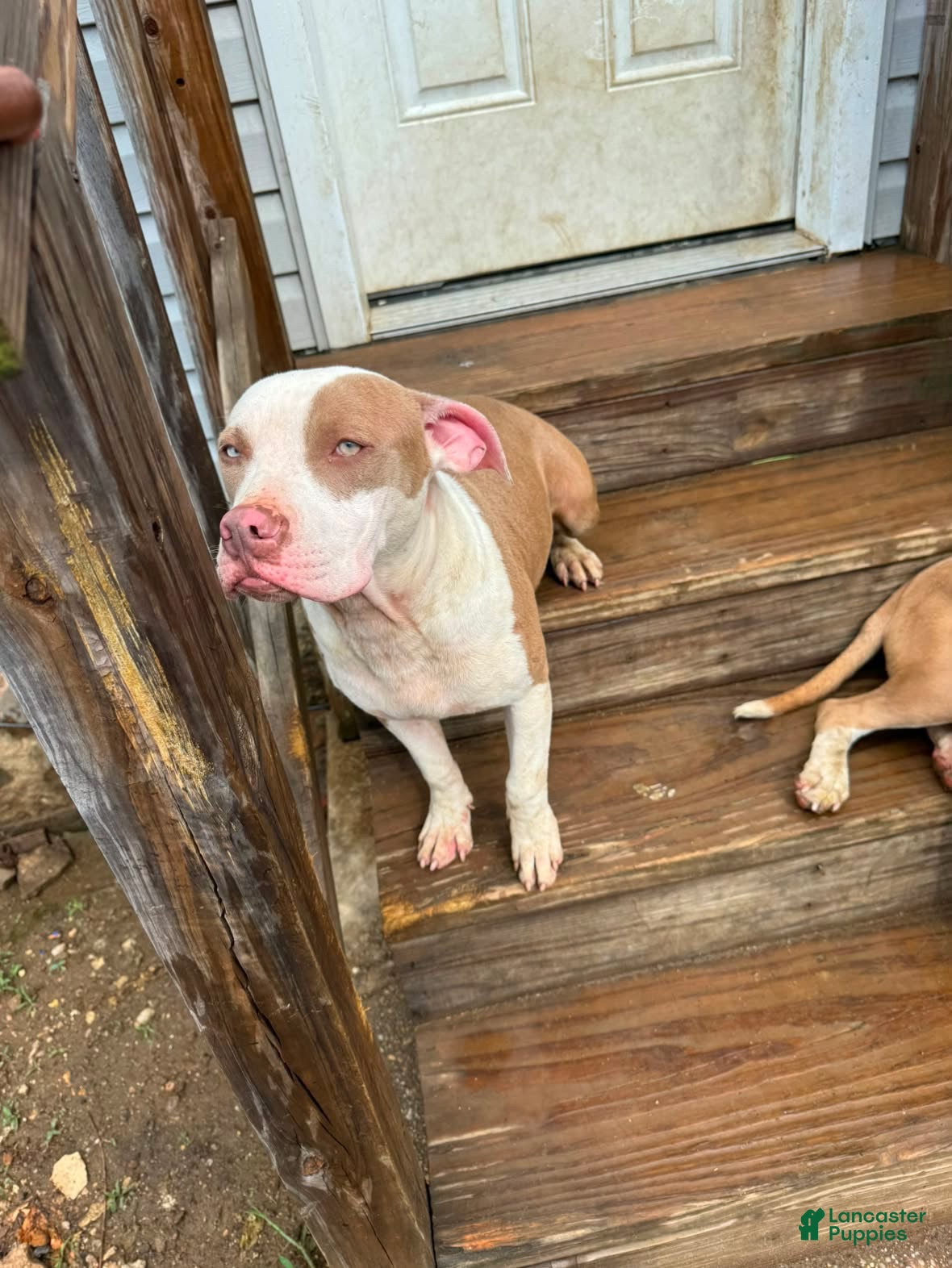 American Pit Bull Terrier dogs Jessie - Ad 1